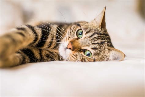 Infographic: oorzaken en oplossingen voor urineproblemen bij katten