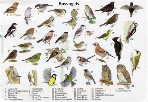 Infographic: Verschillende vogelsoorten en stijlen in vogelbehang