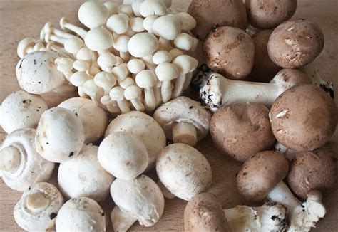 Fotogalerij: champignons in verschillende soorten