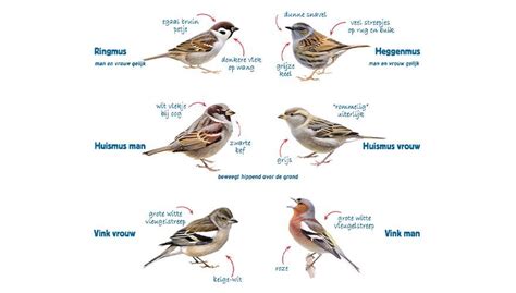 Infographic: Verschillen tussen mussen, gierzwaluwen en meeuwen op daken