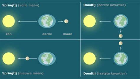 Diagram: Fases van de maan en hun invloed op springtij en doodtij