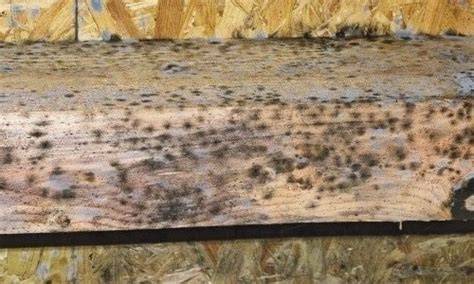 Kleurcode van schimmels op hout: wat te herkennen