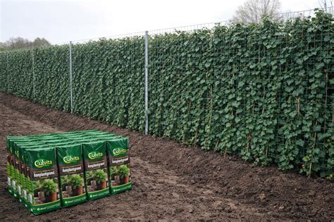 Stappenplan: Hedera schutting stap voor stap
