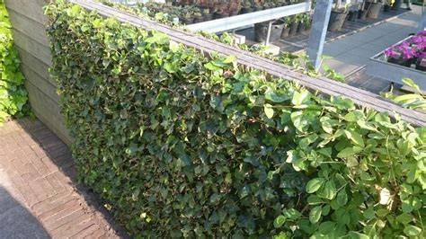 Timelapse: groei van Hedera op een schutting