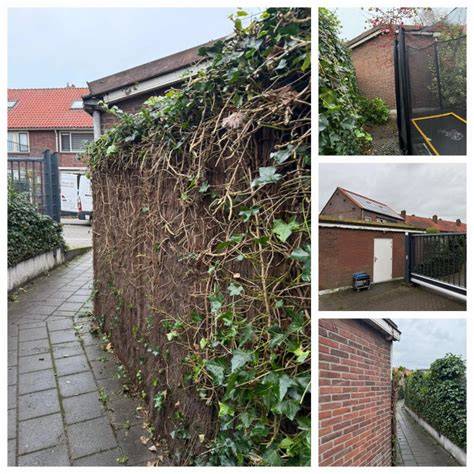 Klimop wordt verwijderd na lange bewoning