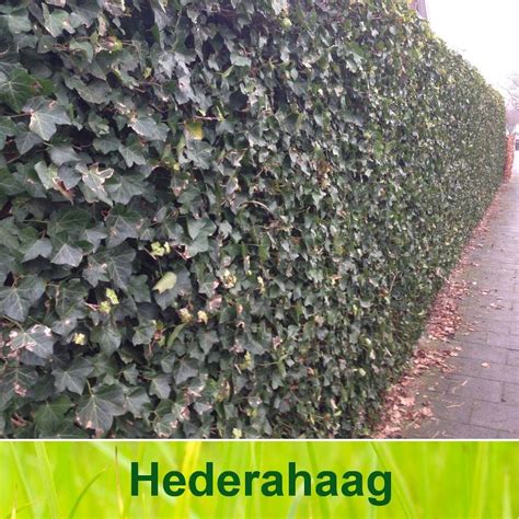 Diagram: verzorgingsschema Hedera haag