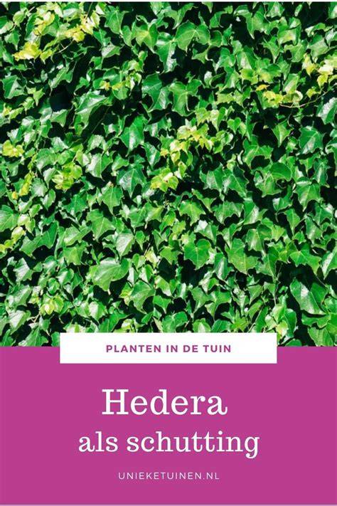 Checklist onderhoud Hedera schutting