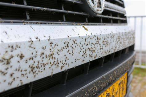Infographic: Waarom vogelnesten schadelijk zijn en hoe schoorsteenkappen beschermen