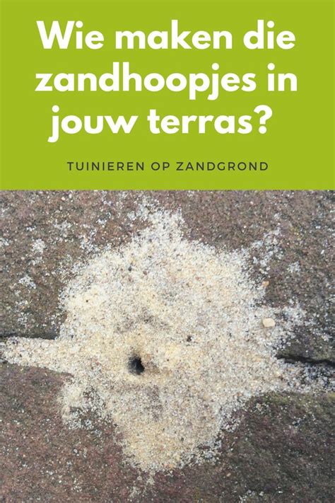 Infographic: Oorzaken en oplossingen voor zandhoopjes tussen tegels