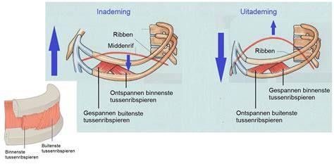 Diagram van de scheepsbouwachtige dakplaatensectie: huid, ribben en ankers