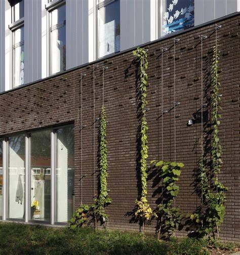 Groene gevel, verticale tuin met klimplanten