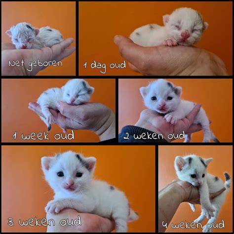 Infografiek: Eerste weken van een kitten