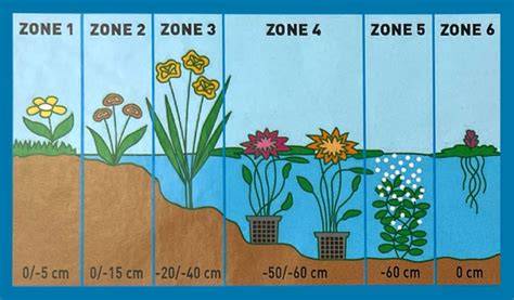 Schema: Vegetatieringen en zones rondom de vijver