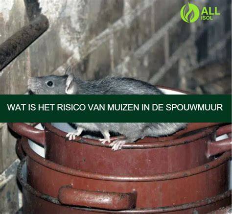 Infographic:Waarom muizen in de spouwmuur ontstaan en wat de risico's zijn
