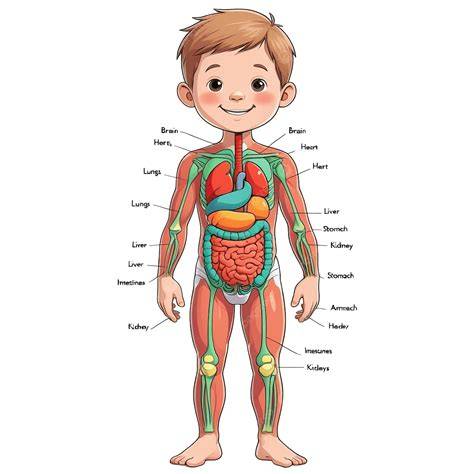infographic blaas anatomie kind