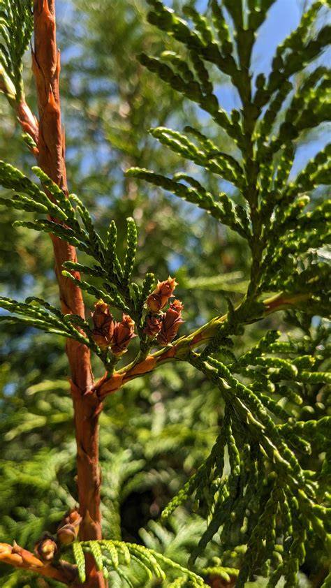 Foto: vergrijzingseffect bij onbehandelde Western Red Cedar