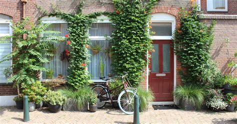 Infographic: terugverdientijd en ecologische voordelen van gevelgroen