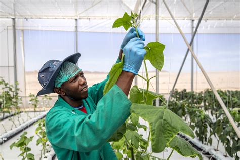 Vergelijking gebruik kunstmest tussen Afrika en Europa