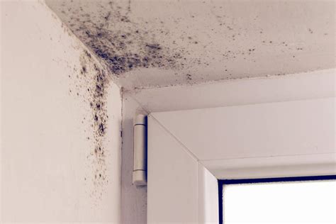 Infographic: Zwarte schimmel in huis - oorzaken en preventie