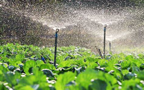 Afb: wortelgestuurde irrigatie en watergeven