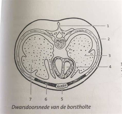 Afbeelding: Dwarsdoorsnede van asbestcement met vezels