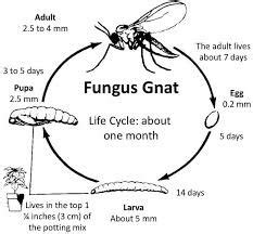 Diagram: Hoe fungus gnats planten aantasten en bestrijdingsopties
