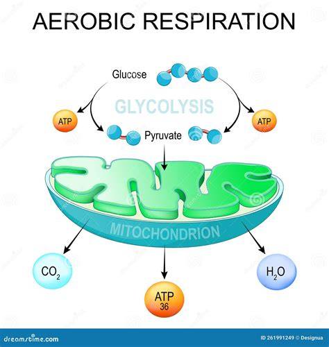 Infographic: SRI-waterbesparing en aerobe rijsttypes