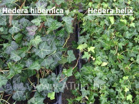Hedera hibernica bladgroei en snoeiwijze