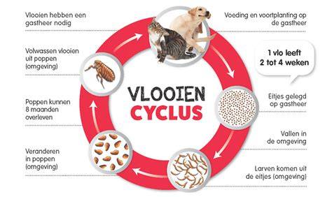 Infographic: Levenscyclus van vlooien (eitjes, larven, poppen, volwassenen) en sleutelpunten voor bestrijding