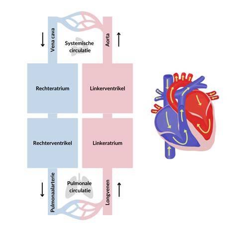 schematische weergave: veneuze circulatie, kleppen en lymfafvoer