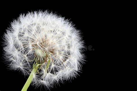 Afbeelding van Paardenbloem Pluis op donkere achtergrond, close-up detail van zaadpluisjes