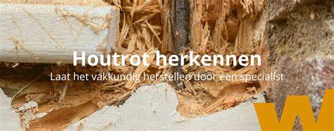 Infographic: Oorzaken en preventie van houtrot door vocht