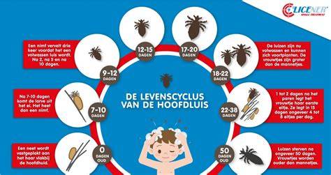 Infographic: Levenscyclus van de hoofdluis en neten
