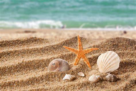 strand met zeester en schelpen fotobehang