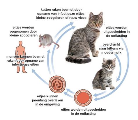 infographic die de anatomie toont die katten helpt bij het springen, met nadruk op achterpoten, spieren en staart
