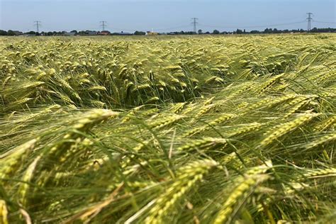Informatiekaart: Teeltseizoen zomer- vs wintergerst met zaaimomenten, oogsttijden en eiwitnormen