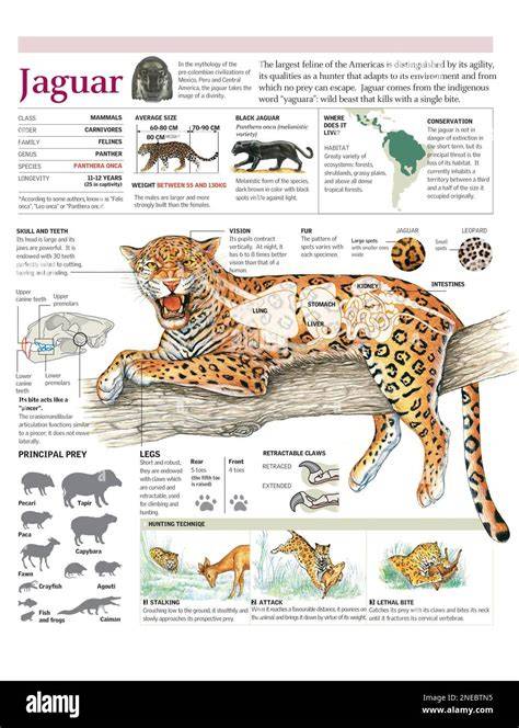 Infographic: Ontstaan van Jaguar en verschillende vroege modellen