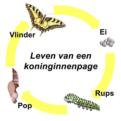 Infographic: Levenscyclus van vlooien (ei, larve, pop, volwassen vlo) met overdracht en bestrijding