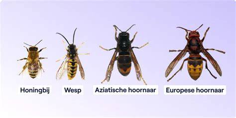 Afbeelding: Europese hoornaar vs Aziatische hoornaar (vergelijking)