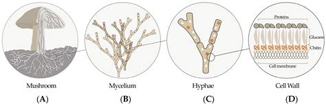 Diagram: groeiproces van mycelium in substraten