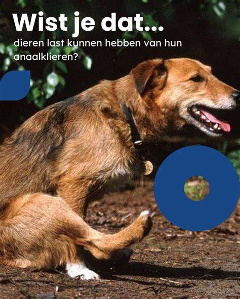 Infographic over normaal vs. overmatig likken bij honden