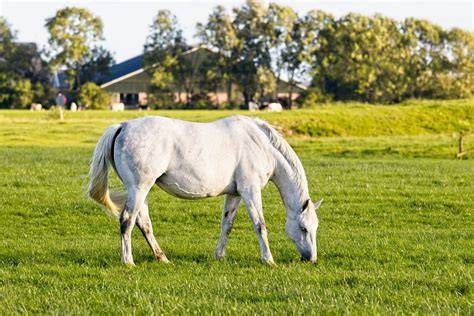 Afbeelding van het wit maken van een schimmelpaard