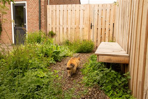 Informatie illustratie over een hondvriendelijke tuin met schaduwplekken, waterbronnen en veilige planten