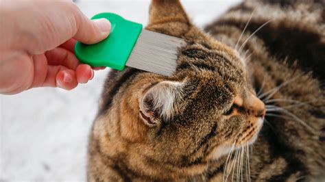 Infographic: verschillende toedieningsvormen tegen vlooien bij katten
