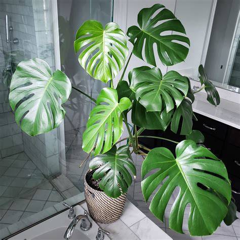 Foto: Monstera en Graslelie als voorbeelden van badkamerplanten