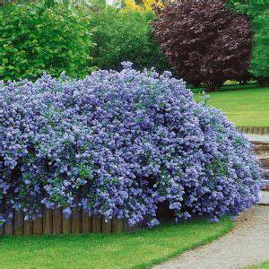 Infografiek: Ceanothus-soorten en verzorging