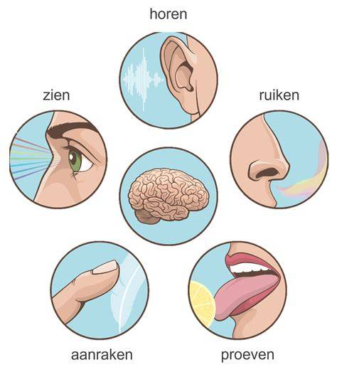 Infographic: Overzicht verschillende flensen en hun werking