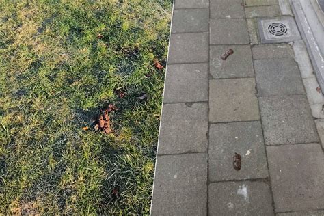 Foto van uitwerpselen in plafondruimte als diagnosepunt