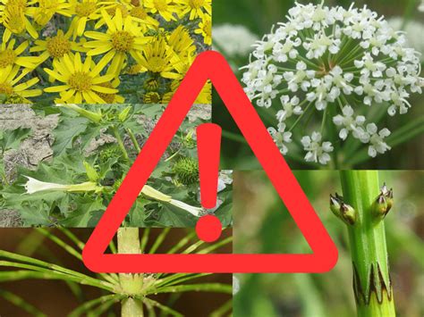 Tuinveiligheid schematic: hekwerk, waterpartijen, giftige planten