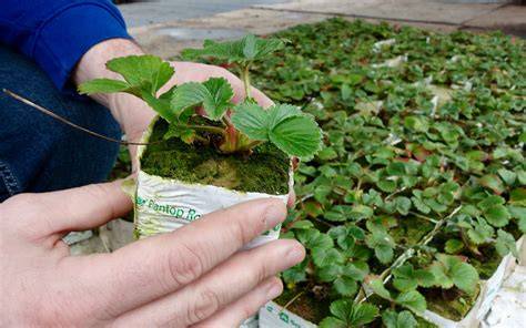 Voorbeeld van strobedekking onder aardbeien
